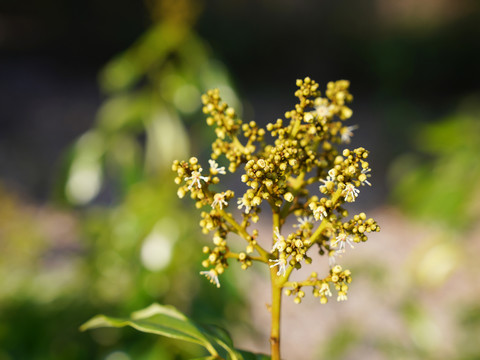 龙眼花果树花卉植物桂圆季节