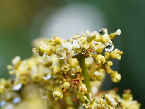 龙眼花果树花卉植物桂圆季节