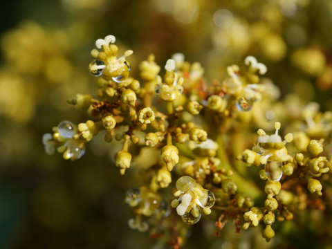 龙眼花果树花卉植物桂圆季节