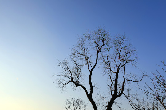 独树天空