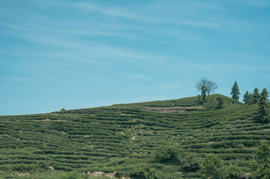 茶田