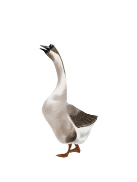 鵝