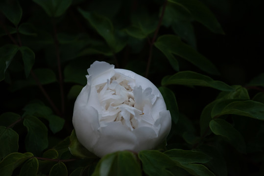 牡丹花特写照片