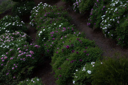 牡丹花特写照片