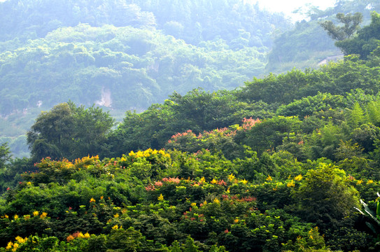 山野深林