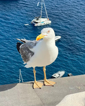 海鸥