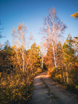 秋季清晨森林小路