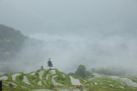 江南高山梯田稻田烟雨朦胧风光