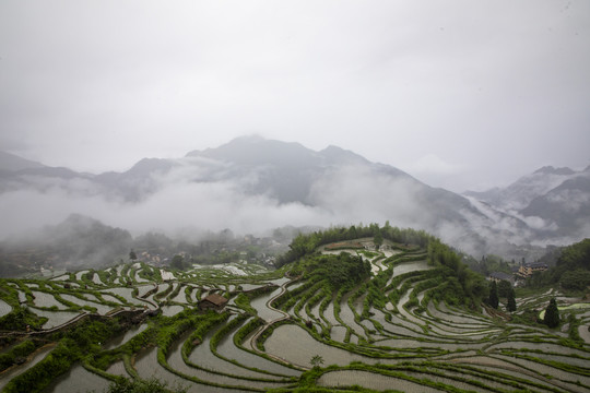 江南高山梯田稻田烟雨朦胧风光