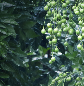 雨中的黄皮果滴水青涩夏至水果