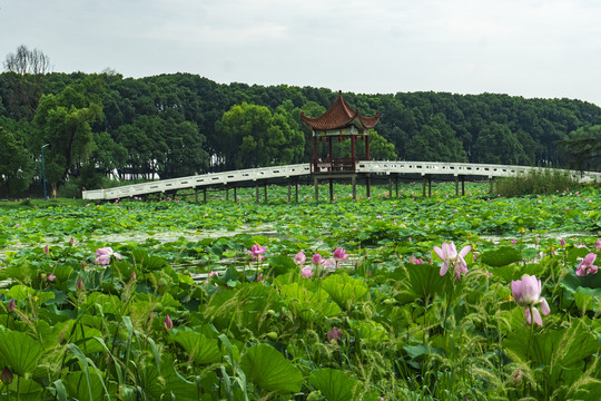 湖北洪湖荷花