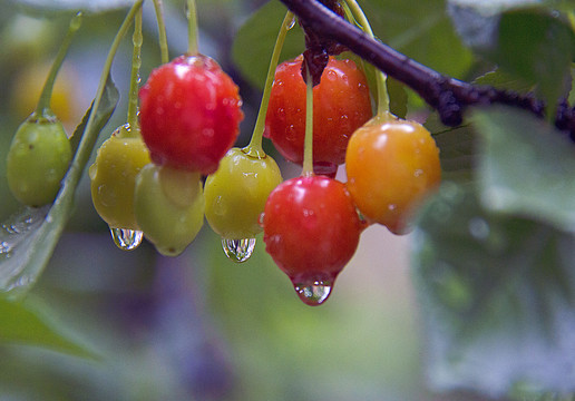 雨后的樱桃