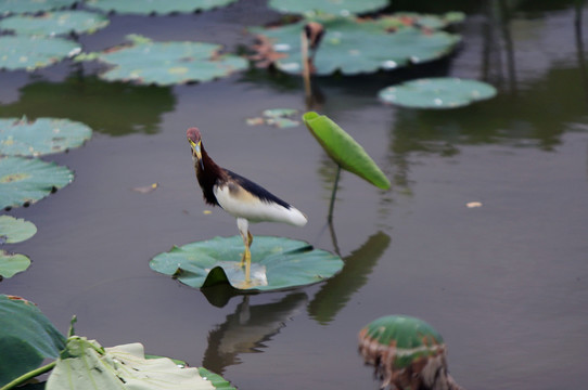 湖鹭