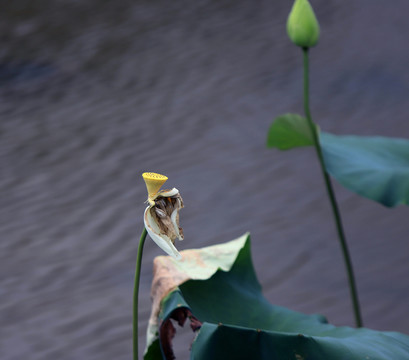 荷花花蕊