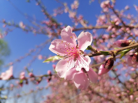 桃花