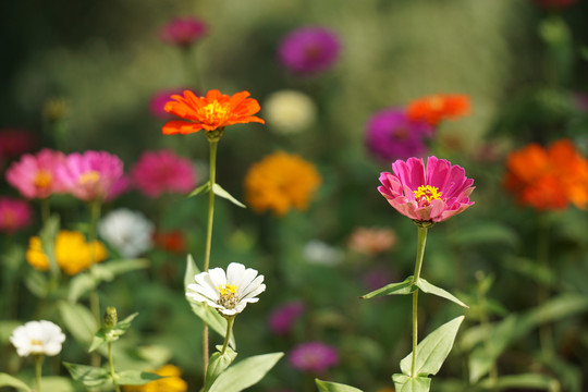 姹紫嫣红百日菊