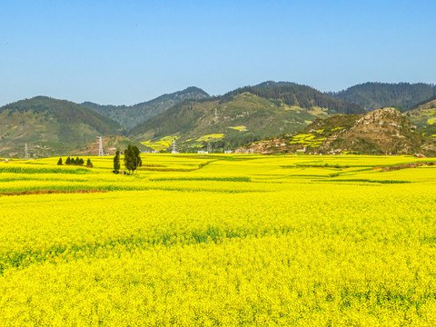 云南罗平油菜花