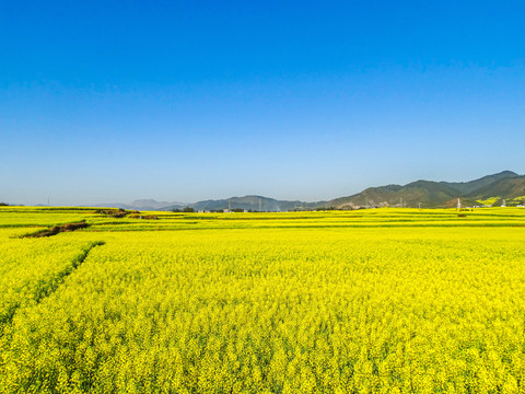 云南罗平油菜花