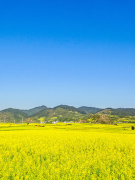 罗平油菜花