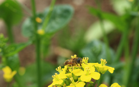 油菜花上蜜蜂