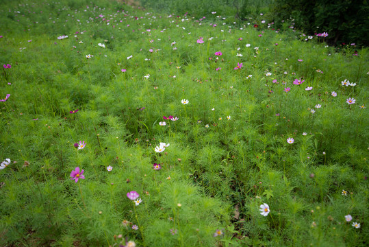 格桑花特写照片