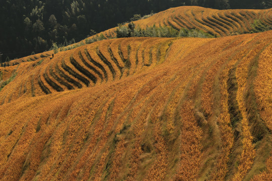 龙胜梯田风光