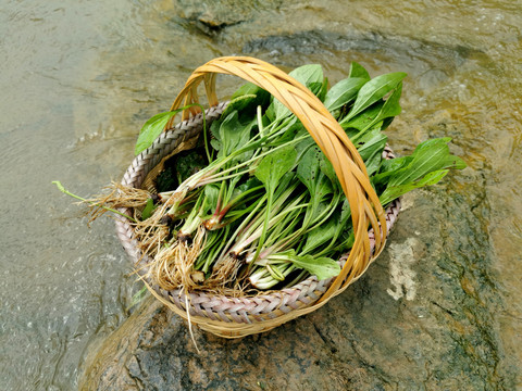 乡村野菜乡村生活菜篮子