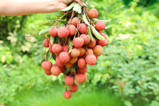 桂味荔枝