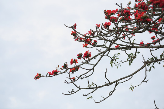 木棉花