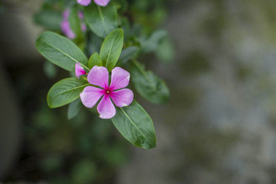 长春花