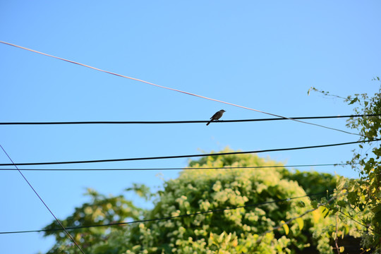 小鸟在电线上