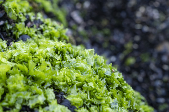 海边礁石上绿色的海菜海藻