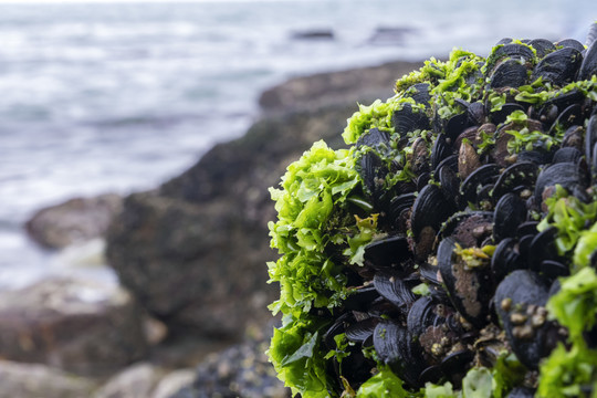 海边绿色的海菜贝壳