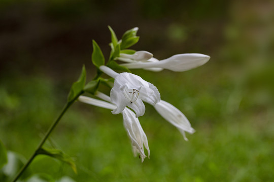 玉簪花