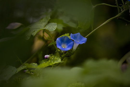 蓝色牵牛花