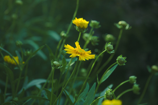 金鸡菊