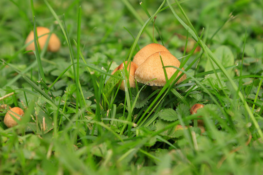 草地蘑菇