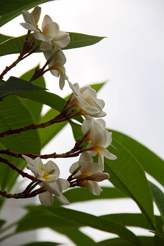 鸡蛋花