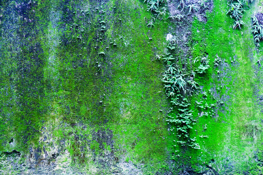 苔藓墙壁