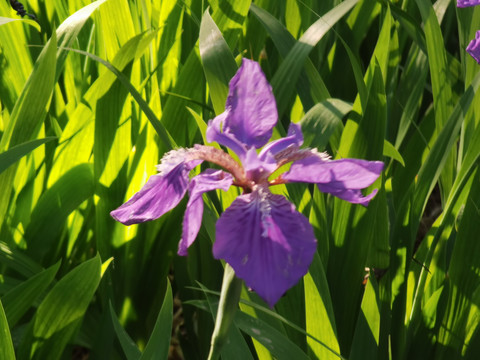 鸢尾花