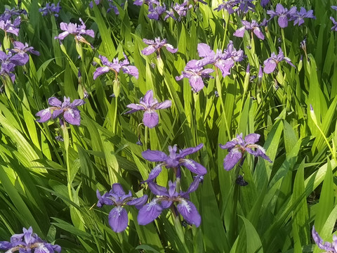 鸢尾花