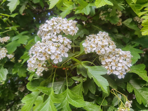 山楂花