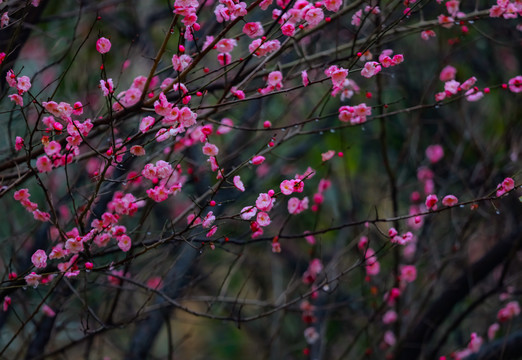 红梅花开