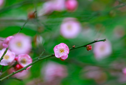 红梅花开