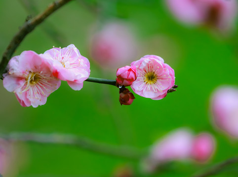 红梅花开