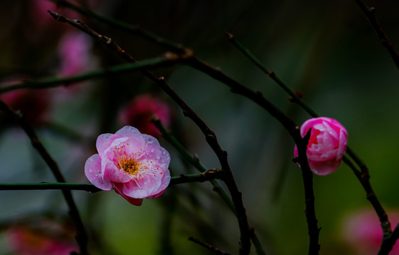 红梅花开