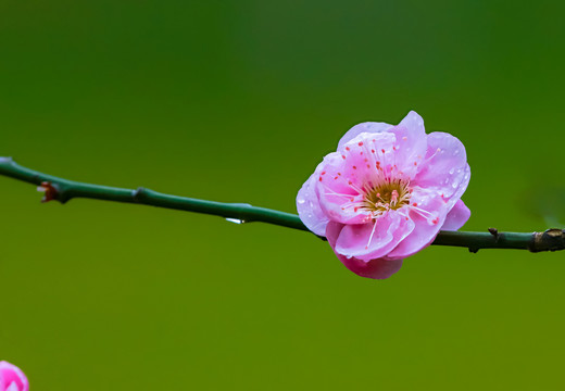 红梅花开