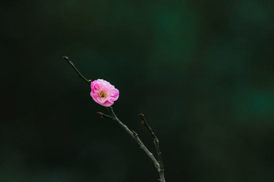 红梅花开