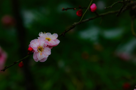 红梅花开