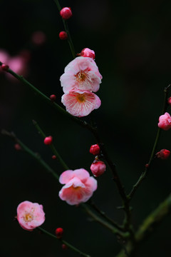 红梅花开